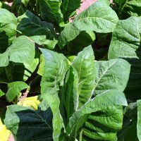 Perique-tabak (Nicotiana tabacum) zaden