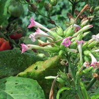 Perique-tabak (Nicotiana tabacum) zaden