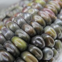 Maïs Oaxacan Green (Zea mays) zaden