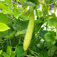 Armeense komkommer (Cucumis melo var. flexuosus) zaden