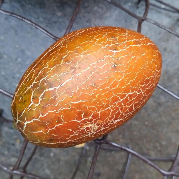 Russische bruine netkomkommer Brown Russian (Cucumis sativus) zaden