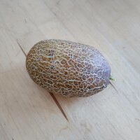 Russische bruine netkomkommer Brown Russian (Cucumis sativus) zaden