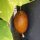 Russische bruine netkomkommer Brown Russian (Cucumis sativus) zaden