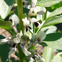 Tuinboon Extra precoce a grano violetto (Vicia faba) zaden