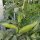Tuinboon Extra precoce a grano violetto (Vicia faba) zaden