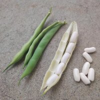 Witte bosboon Cannellini (Phaseolus vulgaris) zaden