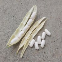 Witte bosboon Cannellini (Phaseolus vulgaris) zaden
