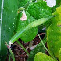 Zwartoogboon (Vigna unguiculata) zaden