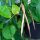 Zwartoogboon (Vigna unguiculata) zaden