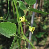 Limaboon (Phaseolus lunatus) zaden