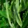 Limaboon (Phaseolus lunatus) zaden