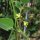 Limaboon (Phaseolus lunatus) zaden