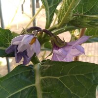 Ethiopische eivrucht (Solanum aethiopicum) zaden