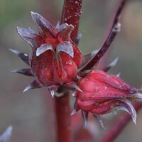 Roselle  (Hibiscus sabdariffa) zaden