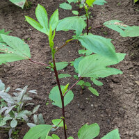 Roselle  (Hibiscus sabdariffa) zaden