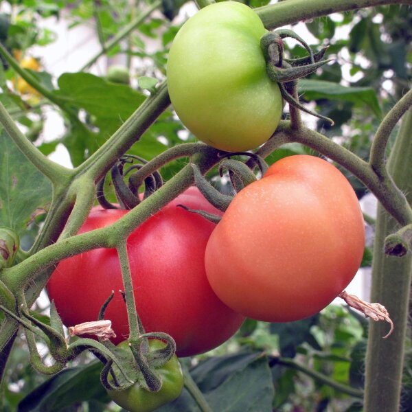 Tomaat 'Berner Rose' (Solanum lycopersicum) bio 10 zaden oude soort