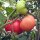 Tomaat Berner Rose (Solanum lycopersicum) bio zaad