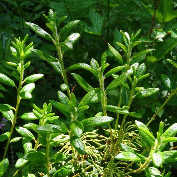 Wilde gagel (Myrica gale) zaden