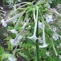 Bostabak / Bergtabak (Nicotiana sylvestris) zaden