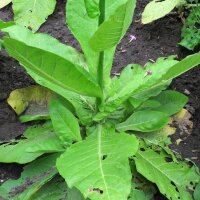 Bostabak / Bergtabak (Nicotiana sylvestris) zaden