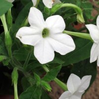 Bostabak / Bergtabak (Nicotiana sylvestris) zaden