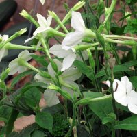 Bostabak / Bergtabak (Nicotiana sylvestris) zaden