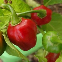 Chili Scotch Bonnet (Capsicum chinense). zaden