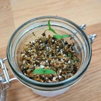 Milde Habanero-chili Habanero Dulce (Capsicum chinense) zaden