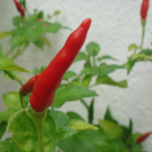 Chili Piri Piri (Capsicum frutescens) zaden