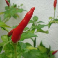 Chili Piri Piri (Capsicum annuum) zaden