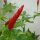 Chili Piri Piri (Capsicum frutescens) zaden