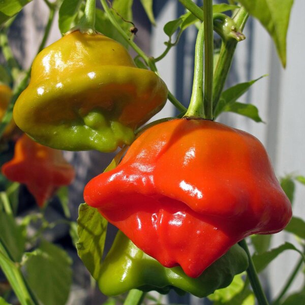 Chilipeper Jamaican Bell (Capsicum baccatum) zaden