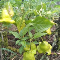 Chilipeper Jamaican Bell (Capsicum baccatum) zaden