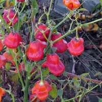 Chilipeper Jamaican Bell (Capsicum baccatum) zaden