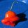 Chilipeper Jamaican Bell (Capsicum baccatum) zaden