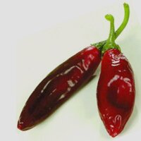 Tamale-chili Guajillo (Capsicum annuum) zaden