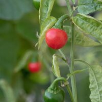 Chili Cascabel (Capsicum annuum) zaden