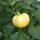 Gele appel-paprika Yellow Cheese Pimento (Capsicum annuum) zaden