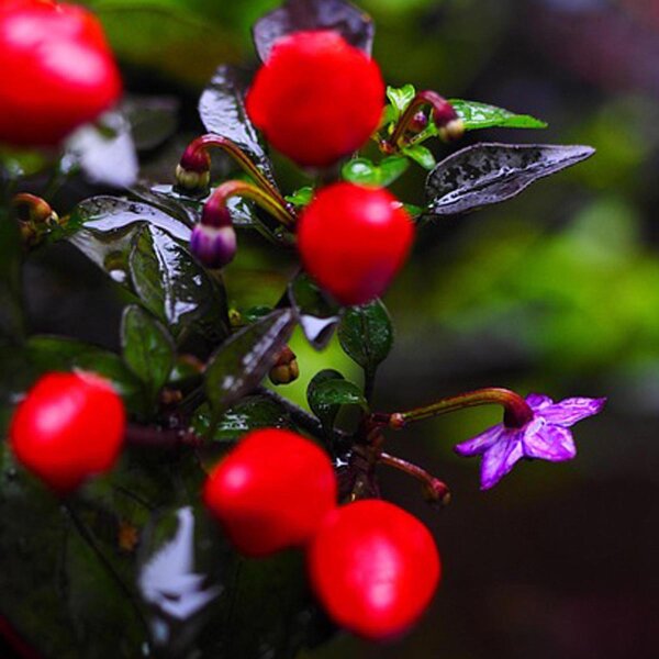 Chili Arizona (Capsicum annuum) zaden