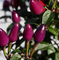 Chili Peruvian Purple (Capsicum frutescens) zaden