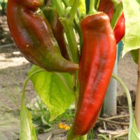 Chili pepers Hegyes Erös (Capsicum annuum) zaden