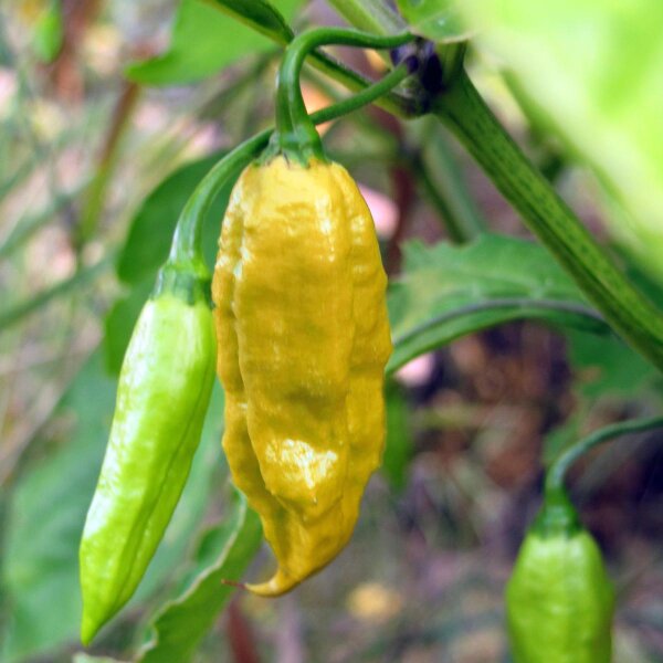 Chili 'Numex Twilight' (Capsicum frutescens) - ca. 10 zaden