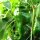 Chili Monkeyface (Capsicum chinense) zaden