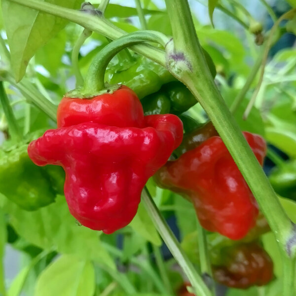 Chili Mini Bonnet Red (Capsicum annuum) zaden