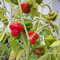 Chili Mini Bonnet Red (Capsicum annuum) zaden