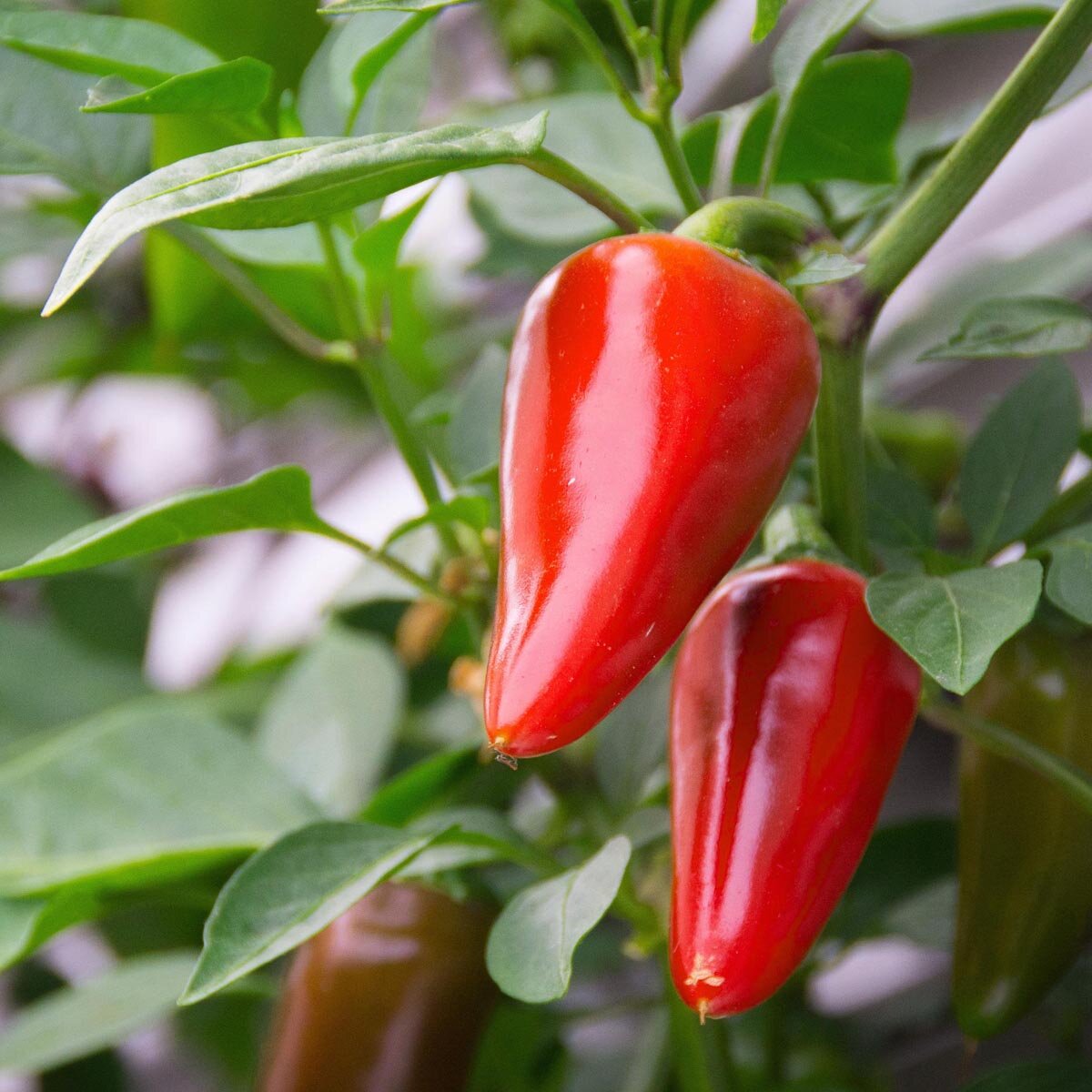 Baskische chili &amp;#39;Gorria&amp;#39; (Capsicum annuum) zaden