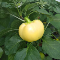 Witte chili White Fire (Capsicum annuum) zaden