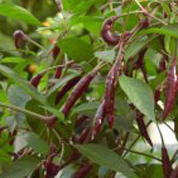 Thaise-chili Kali Mirch (Capsicum annuum) zaden