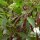 Thaise-chili Kali Mirch (Capsicum annuum) zaden
