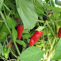 Geroosterde paprika Pimientos de Padrón (Capsicum...